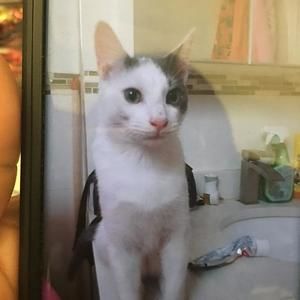 Meet your Posher, Reyna